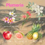 画像1: アロマキャンドル　Plumeria プルメリア (1)